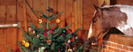 Weihnachten f&uuml;r Mensch und Tier